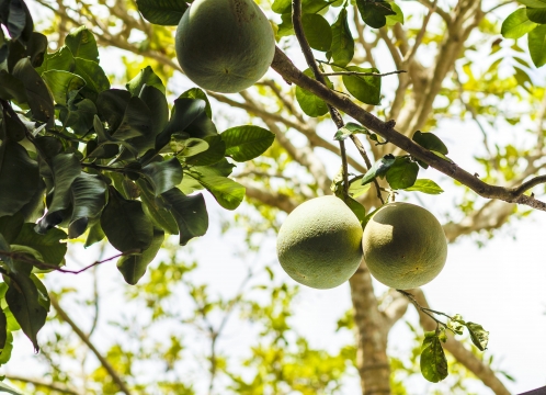 ミト観光_メコン川クルーズ